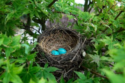 Nest
